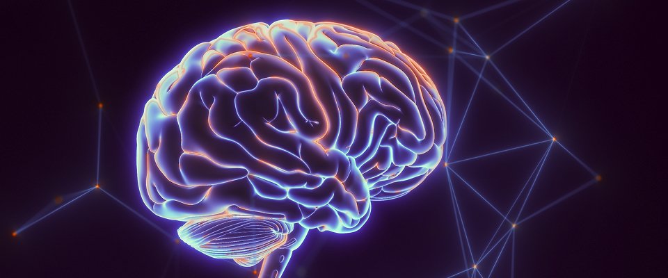 brain-photo